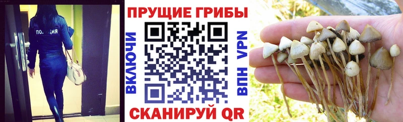 мориарти какой сайт  Аргун  Галлюциногенные грибы MAGIC MUSHROOMS 